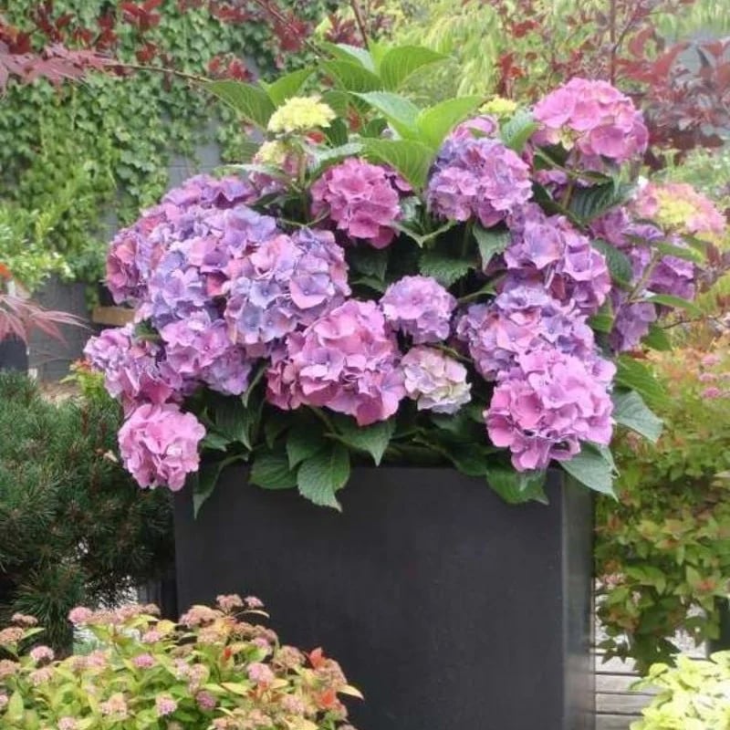 Flores De Hortensias Artificiales Al Aire Libre💐