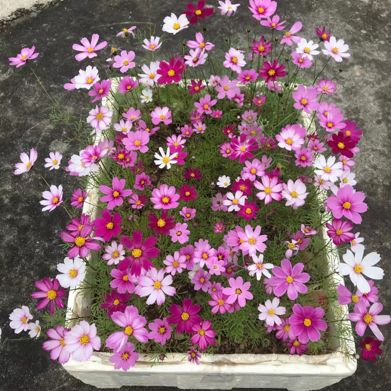 🔥Last Day Promotion 70% OFF - 🌺Mixed Cosmos Flower Seed