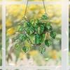 🍁Fall Harvest Sale: 60% OFF! String of Turtles Suncatcher: Greenery Window Decor