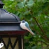 🎖️July 4th Flash Sale: 50% OFF Sitewide! 💕<strong>Handmade</strong> Wooden Carved Bird + Stand