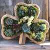 🎁2023-Christmas Hot Sale🎁Animal Succulent Garden Arrangement & BUY 2 FREE SHIPPING