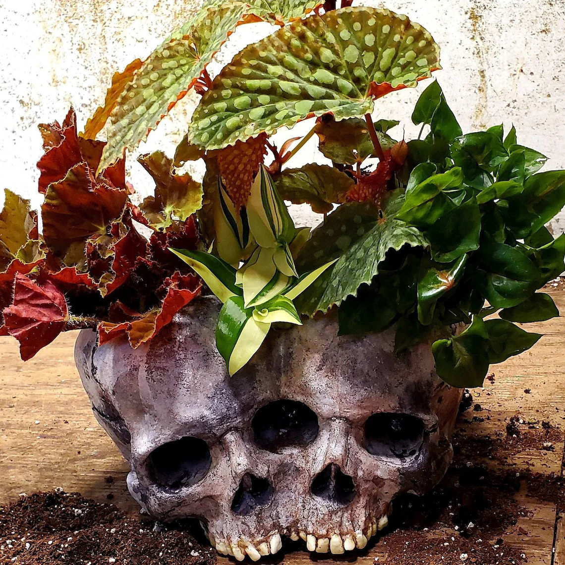 Conjoined Twins Human Skull Sculpture or Planter