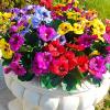 💐Last Day 70% OFF-Outdoor Artificial Pansy Flowers