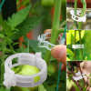 Last Day Promotion - 🔥Plant Support Clips