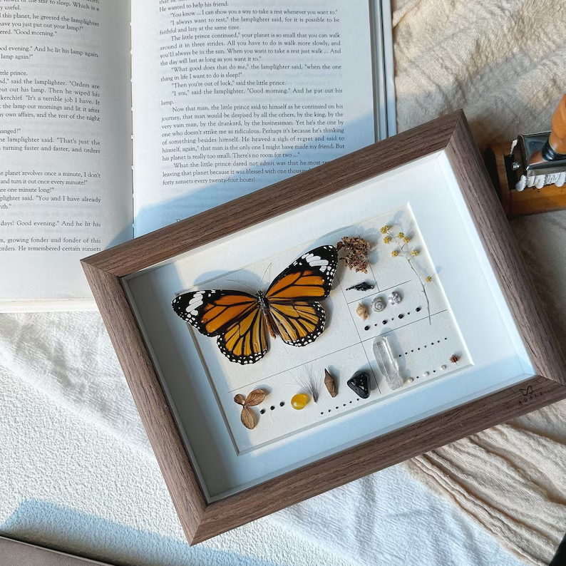 Diy Framed Butterfly Decoration Kit