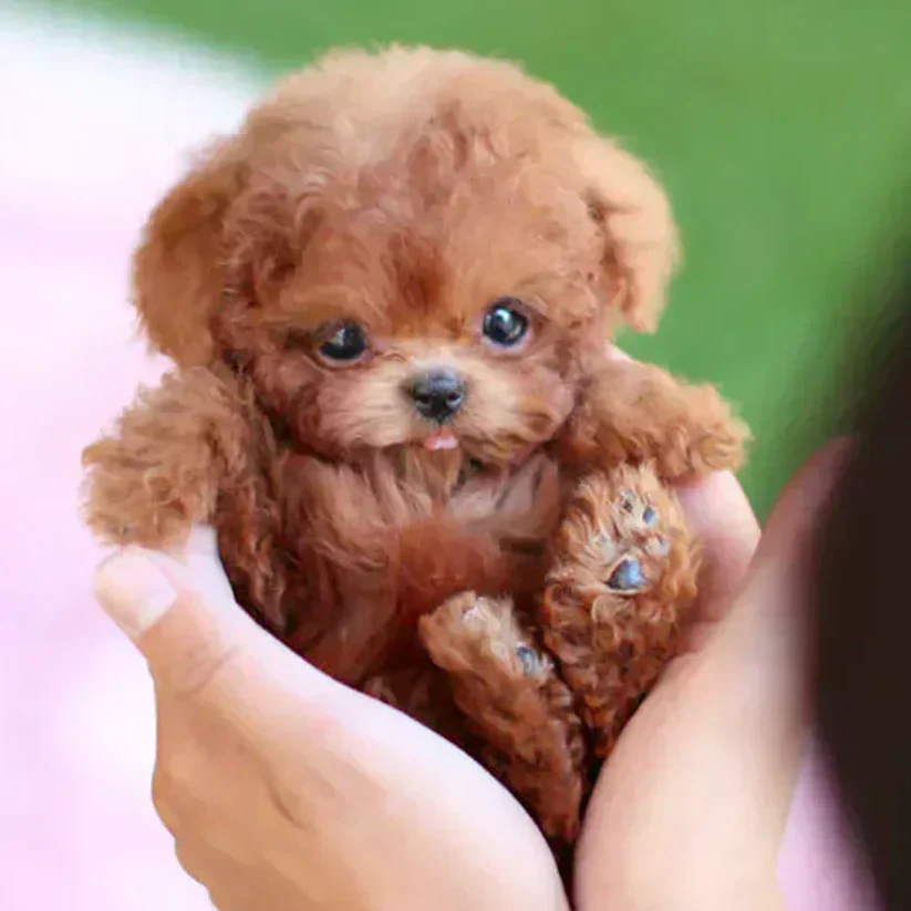 🐶 NICOO - The Cutest Robot Puppy
