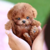 🐶 NICOO - The Cutest Robot Puppy