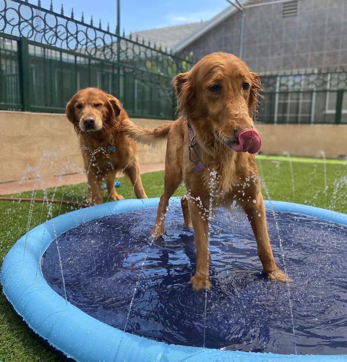 <strong>🔥Last Day 60% OFF</strong> - Dog Splash Sprinkler Pad