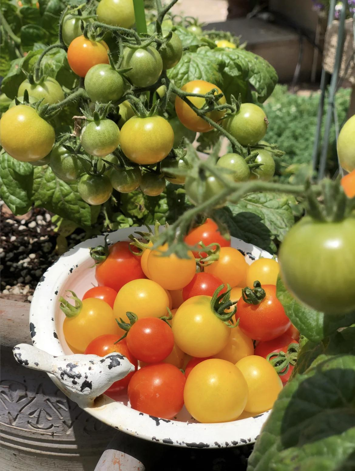 🔥Last Day Promotion 50% OFF🔥Colorful Dwarf Tomatoes-Four Seasons Potted Plants