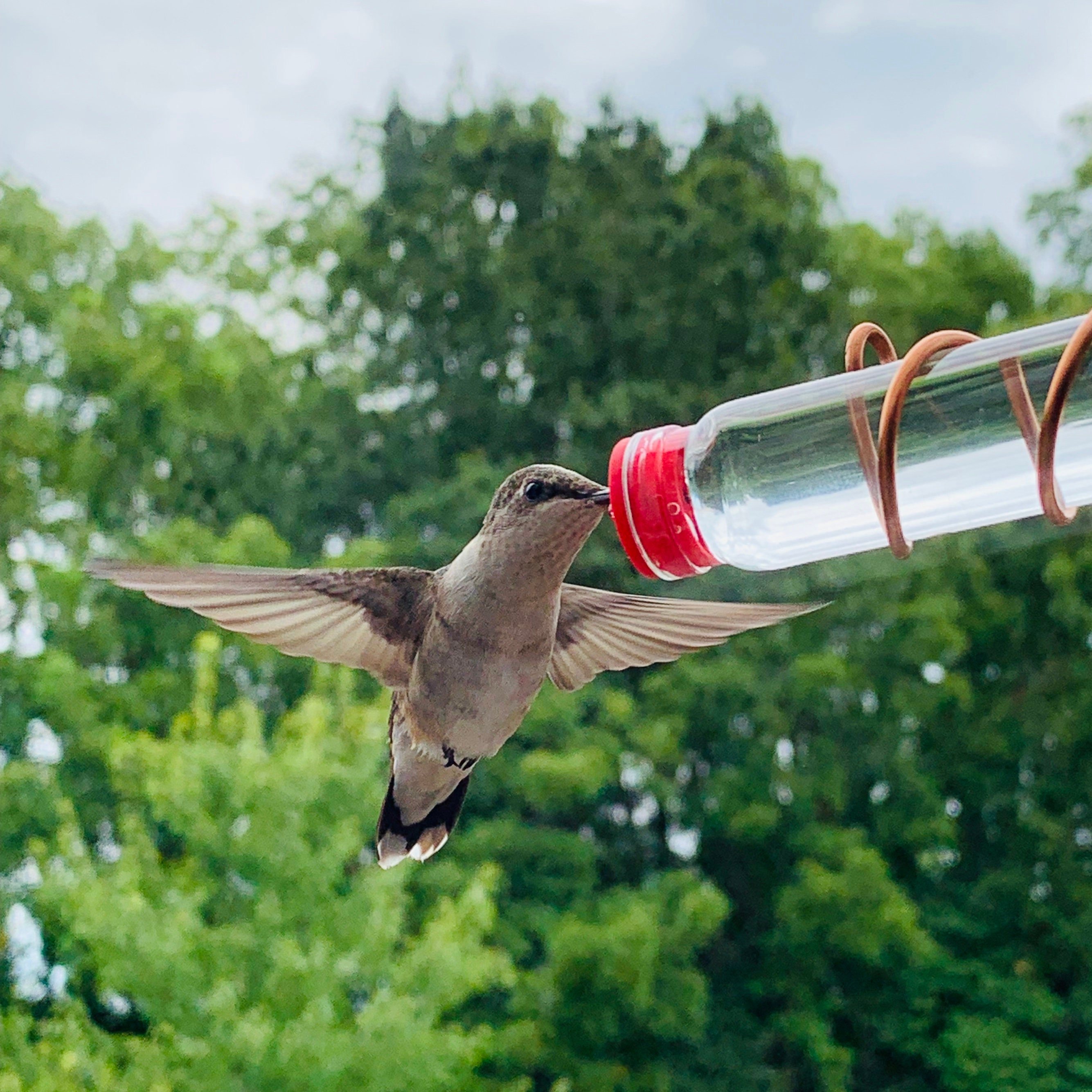 Geometric Window Hummingbird Feeder🐦，BUY 2 FREE SHIPPING NOW