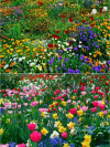 Last Day Promotion 70% OFF - 🔥Mixed Perennial Flowers Seeds-Over 60 kinds mixed⚡Buy 2 Get Free Shipping