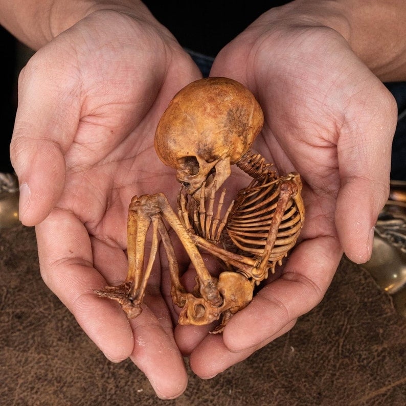 ☠️Early Halloween Special 49% OFF☠️3D Printed Human Fetus, Infant baby skeleton, hand painted figurine, creepy horror decor, curio cabinet gift