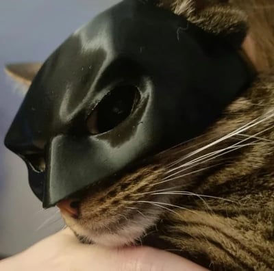 Bat Cat Avenger Mask