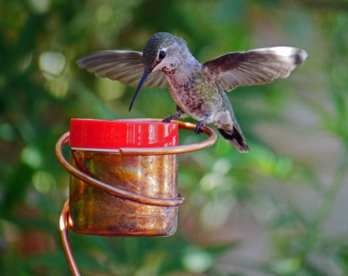 💝2023 Mother's Day Save 48% OFF🎁Bee-Proof Copper Hummingbird Feeder(BUY 3 GET FREE SHIPPING&EXTRA 20% OFF)