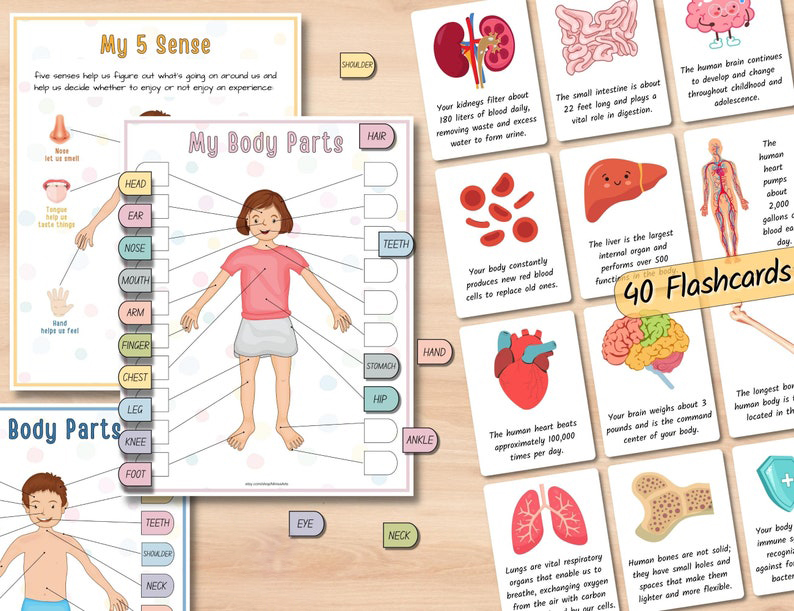 🎁Body Organs Busy Book For Kids🔥Buy 2 Save 20% OFF & Free Shipping