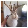 （💋DISCOUNTS ONLY TODAY - 50% OFF）🐰 Jackalope! ! The latest Legend of Antlers