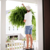 🔥 $9.98 On Sale Today Only 🌱 UV-Resistant Lifelike Artificial Boston Fern