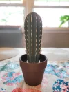 Cactus Toothpick Dispenser (Buy 2 Get Free shipping)