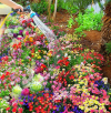 Last Day Promotion 70% OFF - 🔥Mixed Perennial Flowers Seeds-Over 60 kinds mixed⚡Buy 2 Get Free Shipping