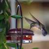 🎉Slim Hummingbird Feeder