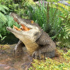 Garden Swamp Gator Statue