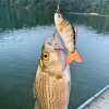 🎣 Summer Sale-50% OFF🐠FishWishRod™- Lifelike Swimbait