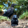 Handmade Crow Woodcarving Ornament(𝐂𝐡𝐚𝐝 𝐒𝐦𝐢𝐭𝐡 𝐇𝐚𝐧𝐝𝐦𝐚𝐝𝐞®)
