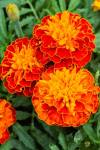 Last Day Sale 50% Off - 🔥Marigold Seeds-Easily Mixed Colors for All Seasons⚡Two pieces of free shipping