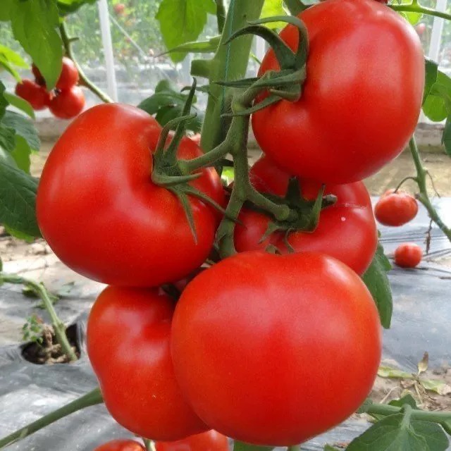 Last Day Sale 50% Off - 🔥Pink Tomato Seeds⚡Free shipping for three items