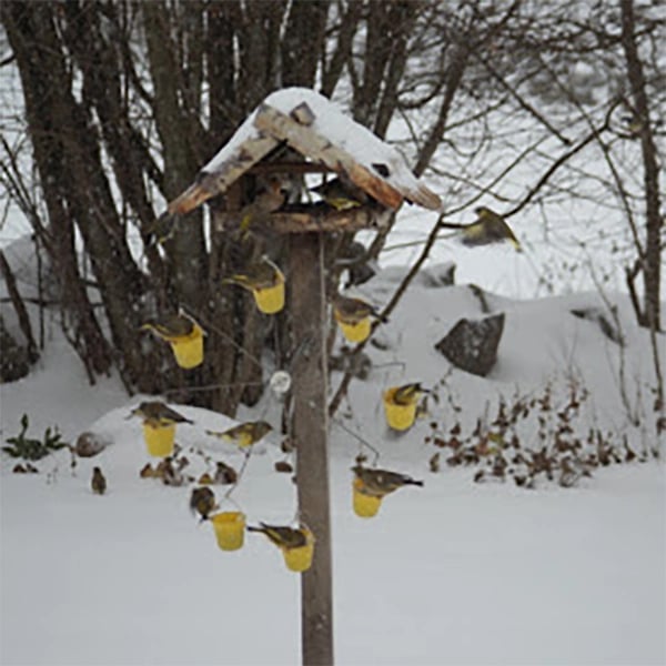 Ferris Wheel Bird Feeder 🐦