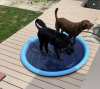 (🔥SUMMER HOT SALE-48% OFF) Dog Splash Sprinkler Pad(BUY 2 FREE SHIPPING NOW!)