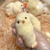 🔥HOT SALE🐥Handmade Silicone Soft Chicken Toys