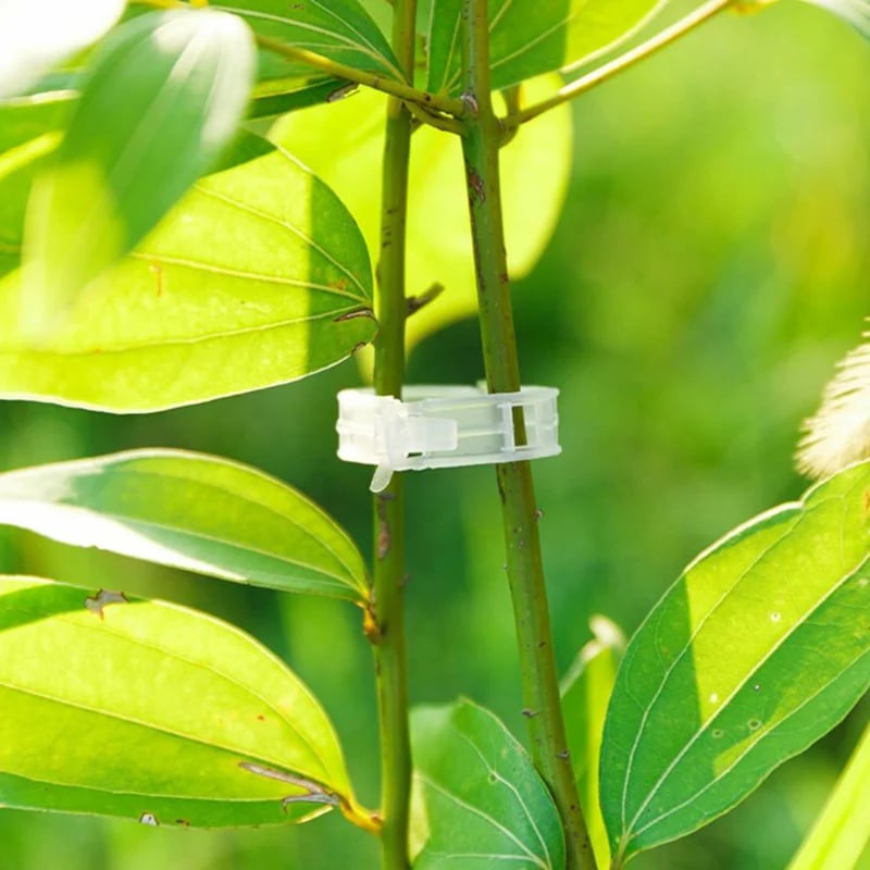 💥LAST DAY SALE 50% OFF💥Plant Growth Support Clips