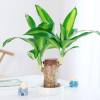 ⚡Last Day Sale - Lucky Brazil Wood Potted Plant