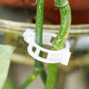 Last Day Promotion - 🔥Plant Support Clips