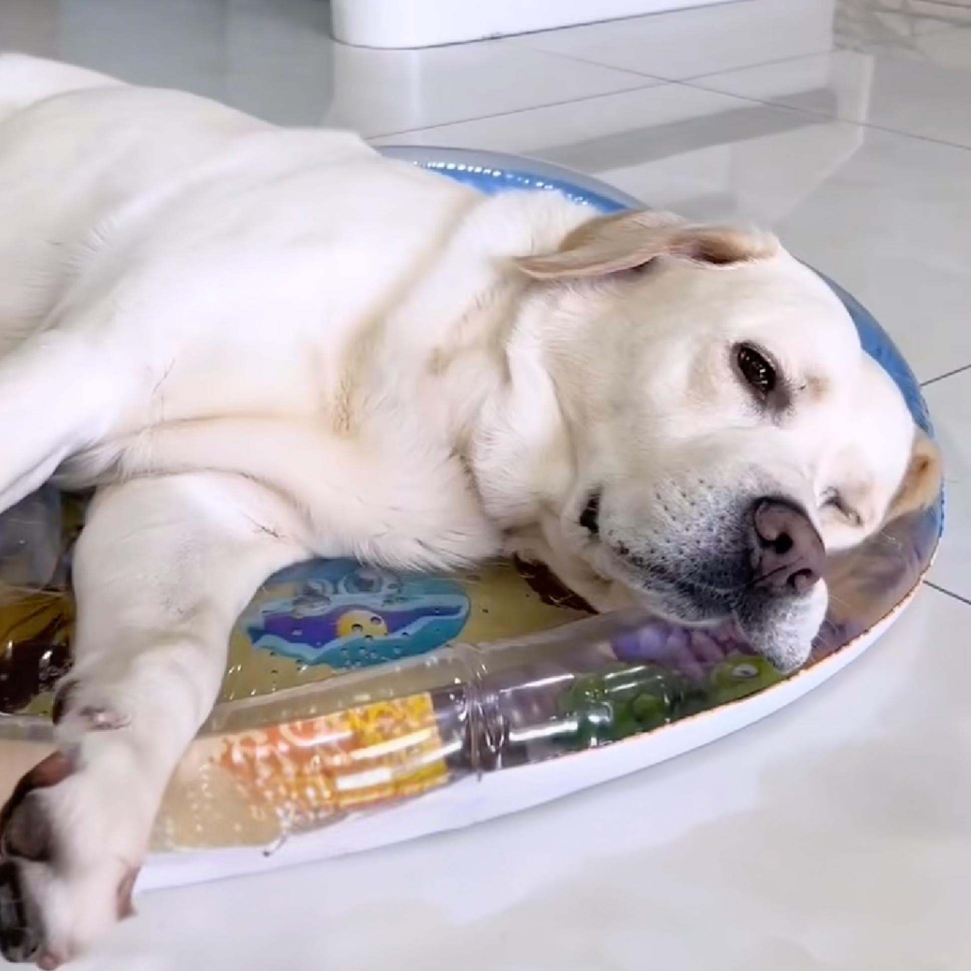 Pet Cooling Water Bed