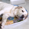 Pet Cooling Water Bed