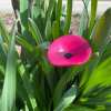 🎖️July 4th Flash Sale: 70% OFF Sitewide! 🐝Bee Watering Station,🦋Butterfly Puddler,Hummingbird Drinking Cups
