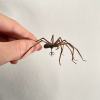 🎃Halloween Pre Sale 50% OFF🕷Realistic Giant House Spider Earrings (1 pcs)