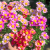 Last Day Sale 50% Off - 🔥Pyrethrum Daisy Seeds⚡Buy 1Get 1