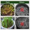 Organic Coconut Coir For Plants / Add Plant Growth Agent