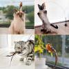 🌲Early Christmas Sale 48% Off🐱2024 Interactive Bird Toy Set for Indoor Cats, Buy 2 Free Shipping!