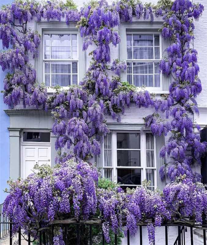 🔥Last Day Promotion 50% OFF - Wisteria Flower Seeds