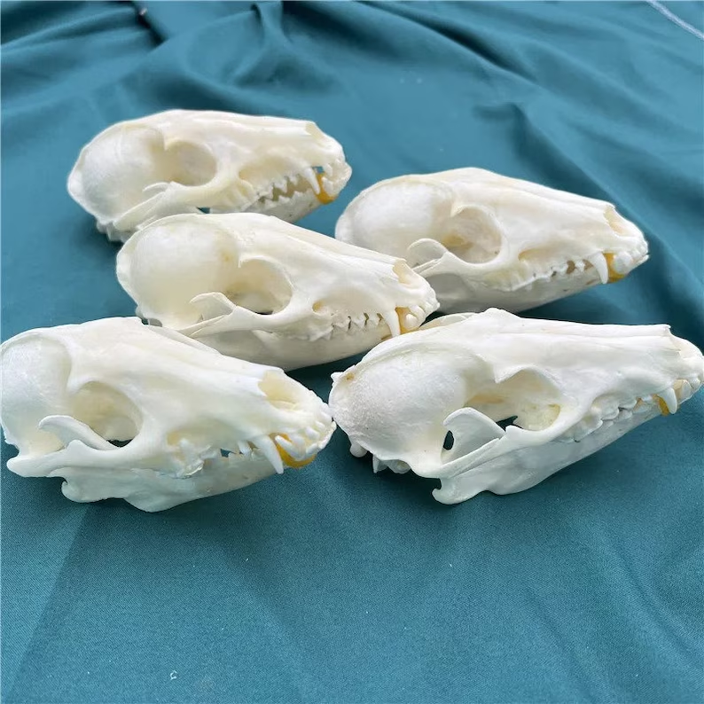 💀Natural Various types skull DIY specimen teaching model
