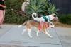 🐕Double Bungee Leash - 1st step training tool