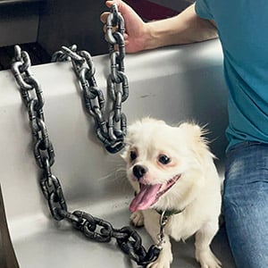 🔥Last Day Promotion - 60% OFF-🎁-🐾A small chain restrains the fierce pet🤣