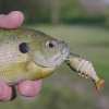 🔥Last Day Promotion 50% OFF🔥2'' Lifelike Fishing Lures for Freshwater and Saltwate