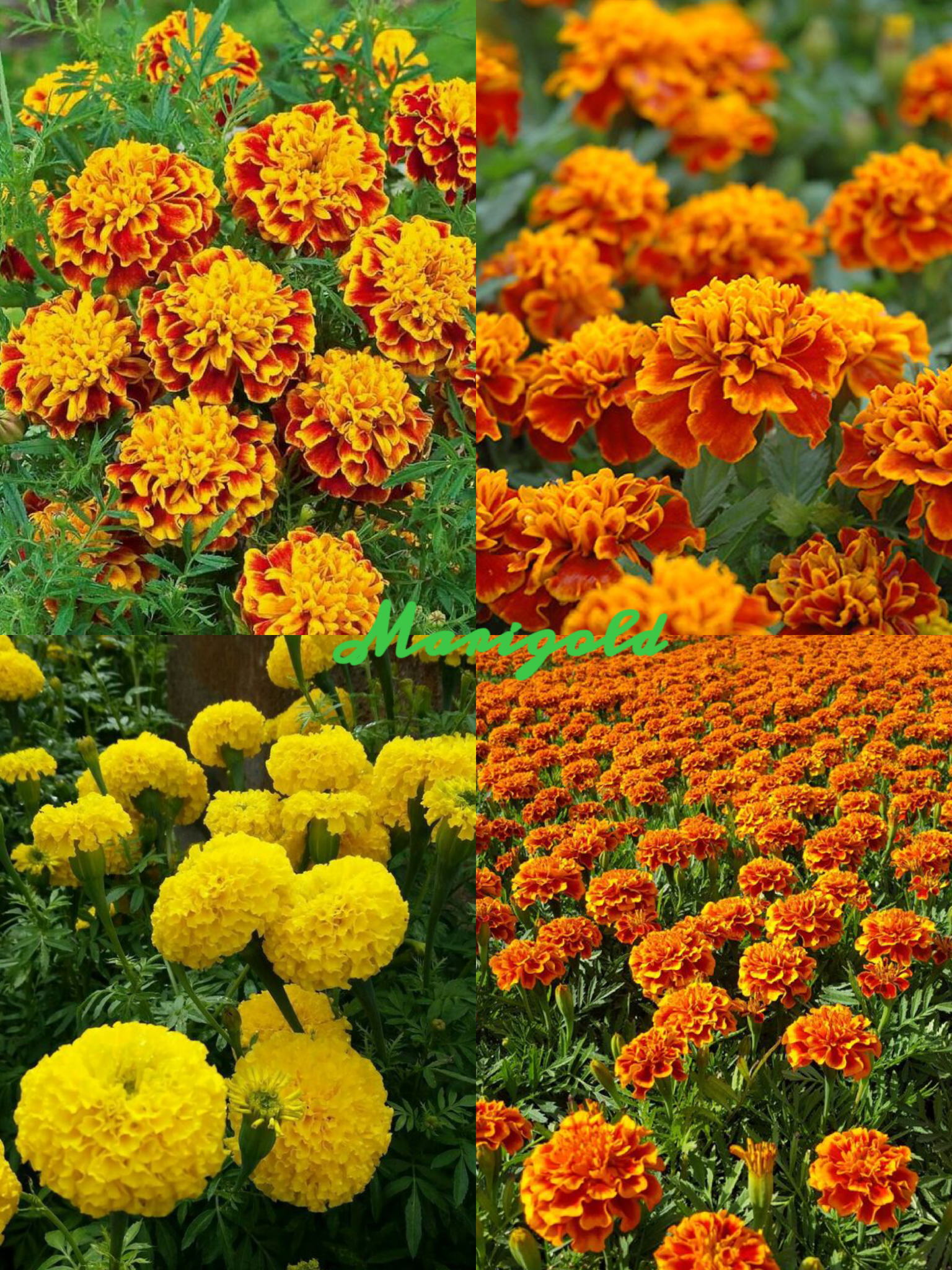 Last Day Sale 50% Off - 🔥Marigold Seeds-Easily Mixed Colors for All Seasons⚡Two pieces of free shipping