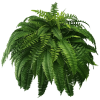 🌱 UV-Resistant Lifelike Artificial Boston Fern