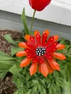🎖️July 4th Flash Sale: 70% OFF Sitewide! 🌻Zinnia Metal Garden Stake🌼 Yard Decoration, Metal Art🪴